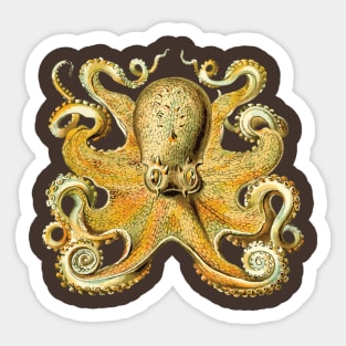 Vintage 1904 Haeckel Octopus - Cephalopod Octopoda Ocean Creature Sticker